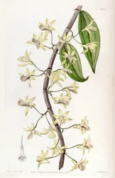 Dendrobium aphyllum